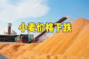 主产区酷暑来临小麦价格迎来大范围下跌，稻谷托市或提前启动