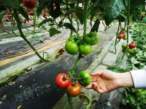 三大常见坏习惯！施很多肥，为什么番茄还是长不大？