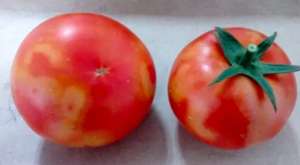 番茄着色不良防治方法