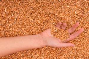 小麦触底反弹 玉米震荡进入尾声