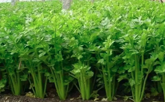 温室芹菜老根移栽采种效益高