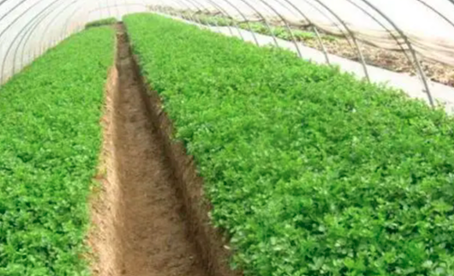 温室芹菜的品种和种植时间安排