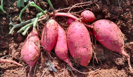 红薯的种植时间和方法，红薯高产栽培技术要点