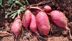 红薯的种植时间和方法，红薯高产栽培技术要点