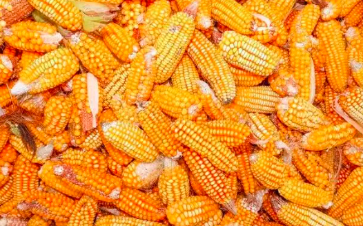 玉米再次探底，小麦是否会跟跌？