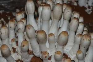 夏天林间如何栽培鸡腿菇？鸡腿菇种植技术！