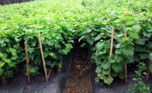 葡萄种植中的施肥误区