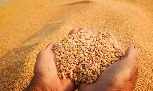 玉米开始“反攻”，小麦上涨加速
