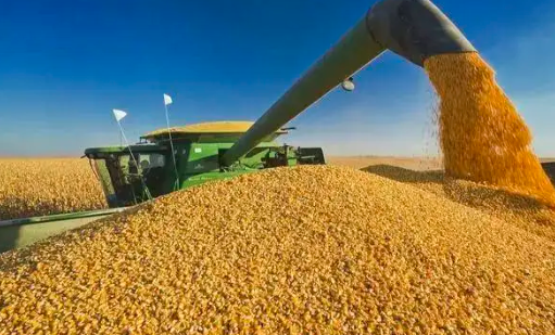 盘点八月对小麦玉米的风险与利好