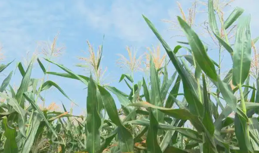 强降雨伏旱伏涝将并存， 玉米生产如何保丰收？