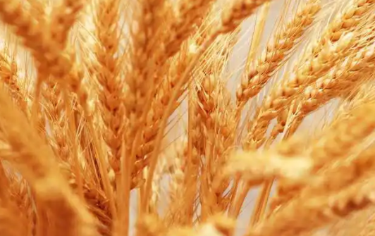 2022.8.5全国各地今日小麦收购价格表