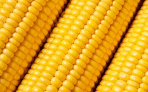 2022.8.5全国各地今日玉米价格行情走势涨跌表