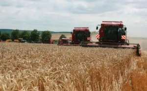 欧洲小麦市场一周聚焦：出口需求保持强劲，法国小麦价格上涨