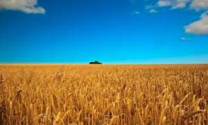乌克兰恢复从黑海港口出口谷物，麦价下跌