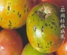 90%秋茬番茄逃不出这九种病害，防治攻略。