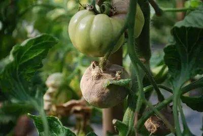 90%秋茬番茄逃不出这九种病害，防治攻略。