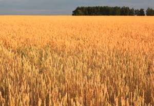 俄罗斯农业部调低小麦、大麦和玉米出口关税