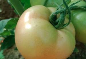 西红柿红绿不均匀是怎么回事？