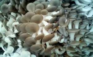 姬菇的种植技巧与管理技术指南