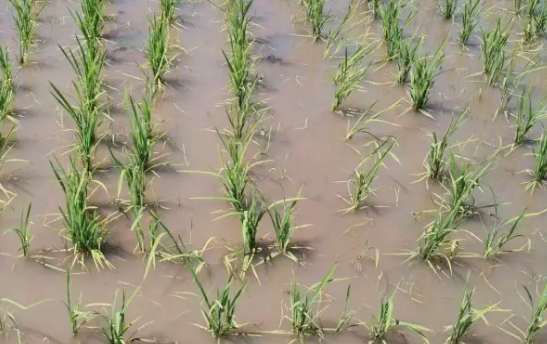 为什么冷浸田、烂泥田水稻容易发生僵苗？
