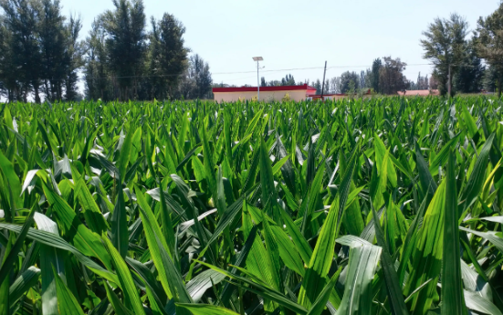 玉米制种田为什么要设立隔离区？