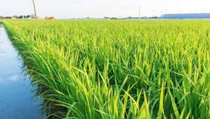 水稻为什么要根外追肥？如何进行根外追肥？