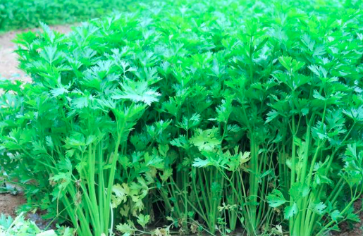 芹菜种植需要注意什么？
