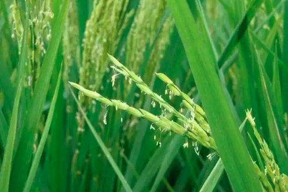 水稻高温热害的农事建议