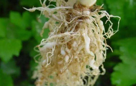 蔬菜根结线虫，为何难治，总是防不住？8大防治措施帮你消灭