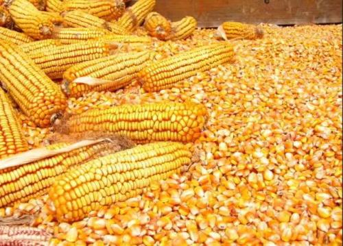 2022.9.18 全国部分地区今日玉米价格行情走势涨跌表