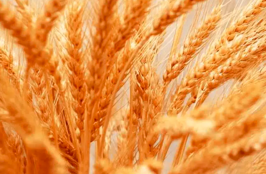 全球小麦市场一周要闻：黑海出口前景不确定，小麦价格互有涨跌