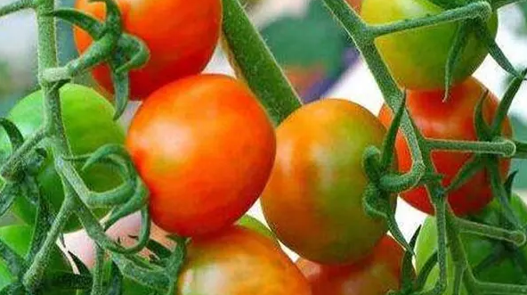 冬季番茄着色不良要如何解决？