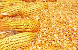 2022.9.24 全国各省市今日玉米价格行情走势涨跌表