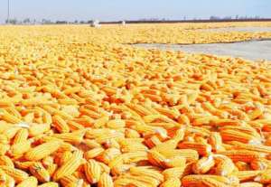 2022.9.25 全国各地今日玉米价格行情走势涨跌表