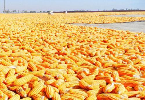 2022.9.25 全国各地今日玉米价格行情走势涨跌表