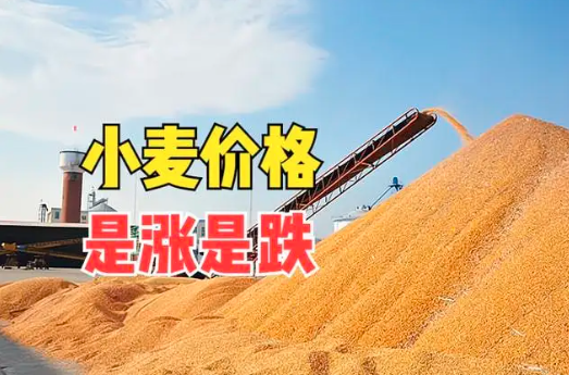 俄罗斯农业部调低未来一周的小麦和大麦出口关税
