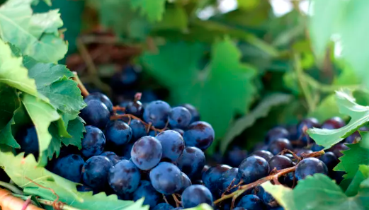 四个市面上销量最好的葡萄品种推荐