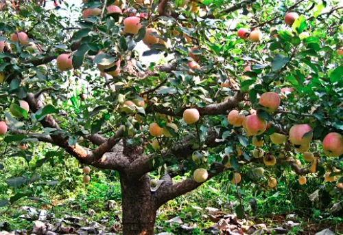 苹果树发生药害后的补救措施