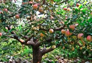 苹果树发生药害后的补救措施