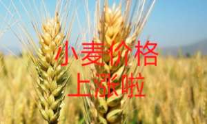 小麦价格触底窄幅反弹 四季度或偏强