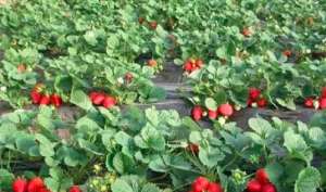 草莓最佳生长的温湿度标准
