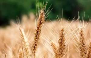 俄罗斯农业部大幅调高未来一周的小麦和大麦出口关税