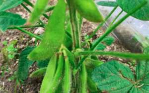 大豆：花期结荚期巧管理