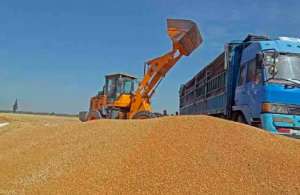 近期国内小麦价格为何强势上涨？