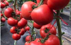 秋茬西红柿要想有产量，需要浇几次水？冲几次肥？