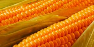 俄罗斯农业部调低未来一周的小麦、大麦和玉米出口关税(11-22)