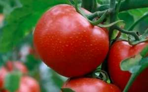 四招预防番茄（西红柿）早衰？
