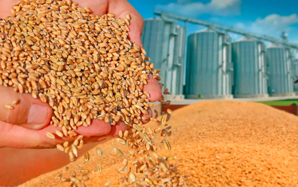 俄罗斯小麦低价出口，引领全球价格下跌