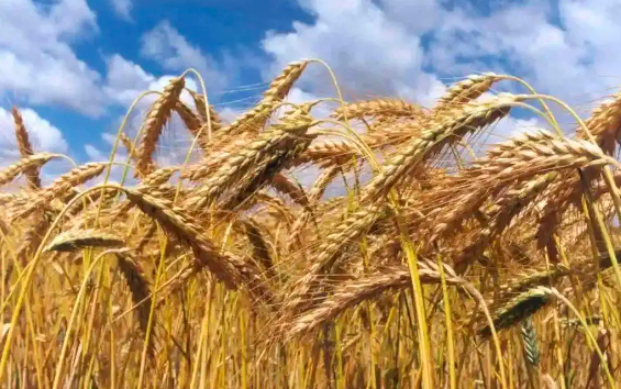 市场需求旺盛 元旦前小麦价格走势偏强