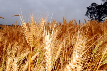 全球小麦市场一周要闻：黑海小麦引领全球价格下跌
